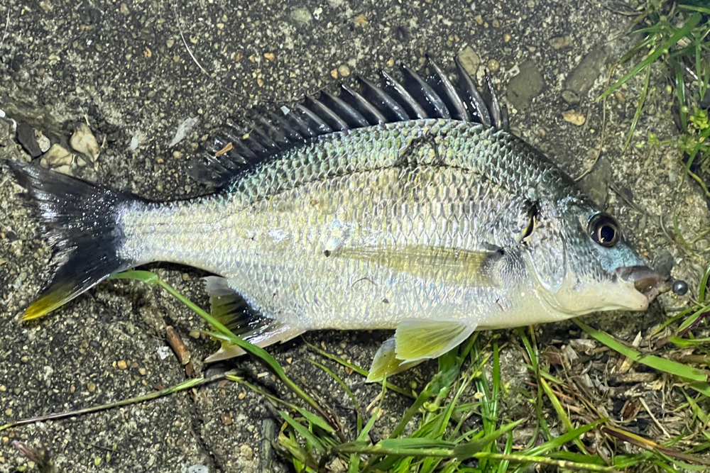 マイクロテンヤで釣ったチヌ