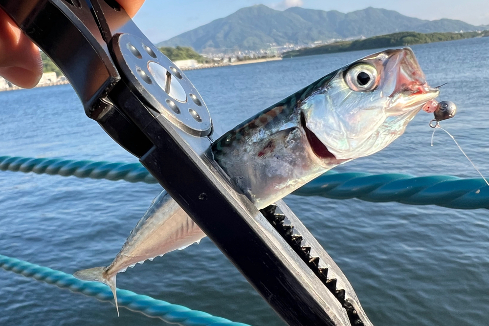 がまかつ　ラグゼ　パックスタイル　A4で釣った小サバ